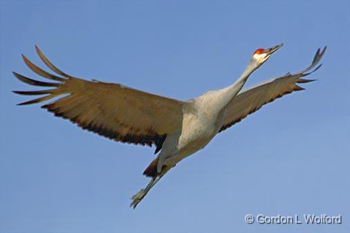 Sandhill Crane In Flight_73145.jpg - Sandhill Crane (Grus canadensis) photographed in the Bosque del Apache National Wildlife Refuge near San Antonio, New Mexico, USA.